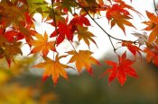 Fall-leaves-1