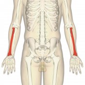 Radius-anterior-view2